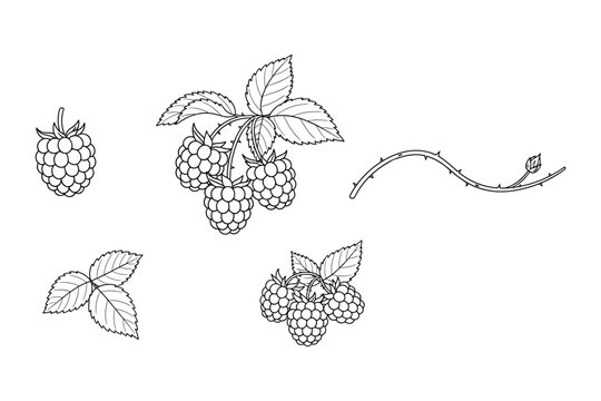 Raspberry set isolated on transparent background hand drawn outline style vector illustration