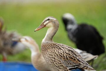 Close-up of group of Indian Runner duck on meadow of organic farm at Swiss city of Z&uuml;rich on a foggy winter day. Photo taken December 23rd, 2025, Zurich, Switzerland.