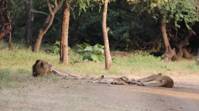 Lioness and her cub resting in shade in GIR national park