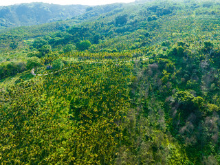 Obraz premium Aerial view of a betel nut plantation in Tunchang, Hainan during the summer.