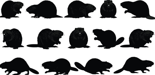 Beaver silhouettes collection, wild rodent animal poses, aquatic mammal behavior, nature wildlife illustration, black detailed vector set © MDBELAL