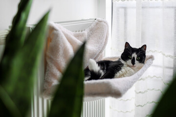 Cozy Black and White Cat Relaxing in a Radiator Bed by the Window