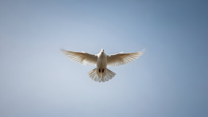 Obraz premium Conceptual image representing peace and harmony, featuring a white dove against a soft blue sky