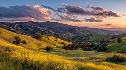Rolling green hills dotted with trees are bathed in the warm light of a sunset under a dramatic, cloudy sky. Golden wildflowers bloom in the foreground