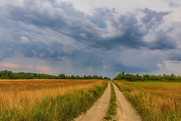 Landscapes, Forest, Carpathians, Photos of nature - Europe, Eastern Europe