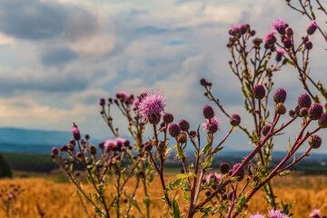 Landscapes, Forest, Carpathians, Photos of nature - Europe, Eastern Europe
