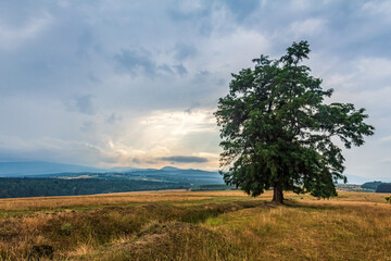 Landscapes, Forest, Carpathians, Photos of nature - Europe, Eastern Europe