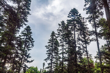 Landscapes, Forest, Carpathians, Photos of nature - Europe, Eastern Europe