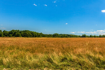 Landscapes, Forest, Carpathians, Photos of nature - Europe, Eastern Europe