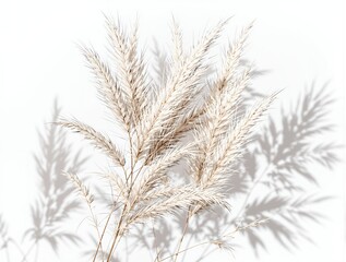 Pampas Grass Branches with Shadows on White Background.