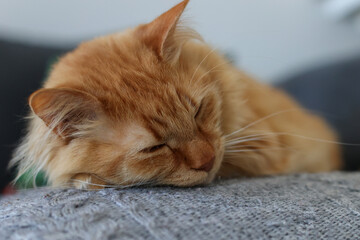Peaceful Slumber of an Orange Tabby Cat