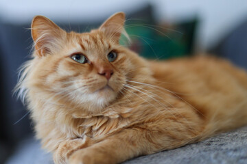 Majestic ginger cat with piercing green eyes