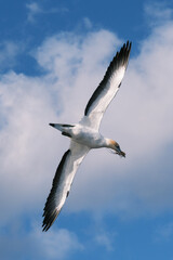 Obraz premium Australasian gannet flying with nesting material against blue sky