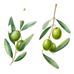 Watercolor illustration of two olive branches, green fruit and leaves on black background