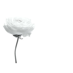 Elegant grayscale image of a single flower with many petals against a pure black backdrop