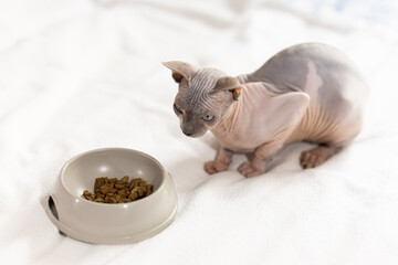 Sphynx cat eats dry food from bowl