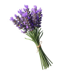 Fototapeta premium A beautiful bunch of aromatic lavender flowers tied with natural twine, isolated on a black background 