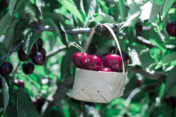 still life of cherries in wicker basket in garden