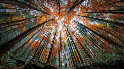 縦構図で見上げた紅葉の樹冠が放射状に広がる秋の森の眺め