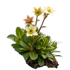 Alpine plant isolated on transparent background