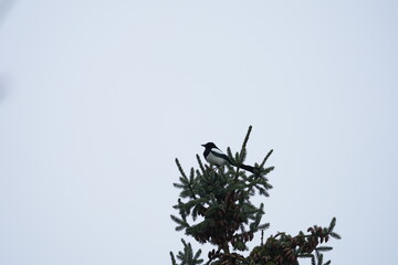 Magpie bird standing on top of fir trees on a foggy winter day at Swiss city of Z&uuml;rich. Photo taken December 23rd, 2025, Zurich, Switzerland.