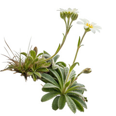 Alpine plant isolated on transparent background