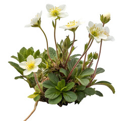 Alpine plant isolated on transparent background
