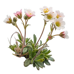 Alpine plant isolated on transparent background
