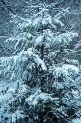 A snow-covered pine tree in a city park.