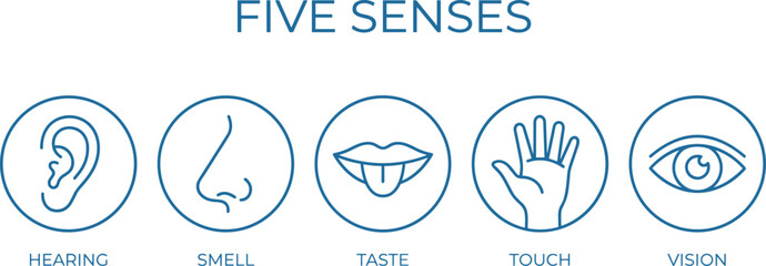 Five senses icons illustration, hearing smell taste touch vision symbols, human sensory system infographic design for education science healthcare presentation © Boony