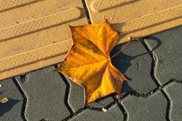 an autumn leaf fallen on the ground