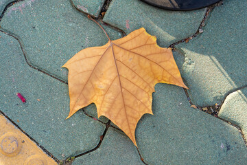 an autumn leaf fallen on the ground
