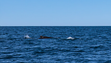 Fototapeta premium Walbeobachtung Dalvik in Nordisland, Europa