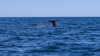 Fototapeta premium Walbeobachtung Dalvik in Nordisland, Europa