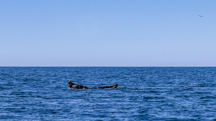 Fototapeta premium Whale watching in Dalvik, North Iceland, Europe