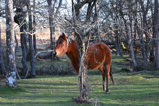 horse and tree