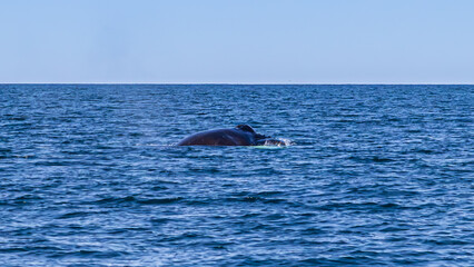 Fototapeta premium Whale watching in Dalvik, North Iceland, Europe