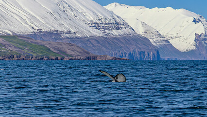 Obraz premium Walbeobachtung Dalvik in Nordisland, Europa