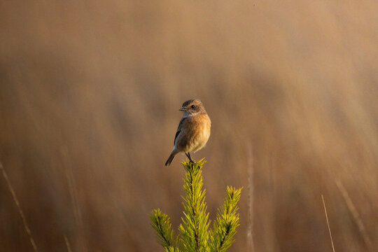 Stonechat