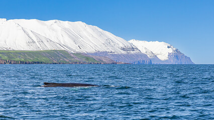 Walbeobachtung Dalvik in Nordisland, Europa