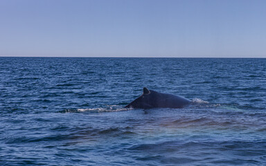 Fototapeta premium Walbeobachtung Dalvik in Nordisland, Europa