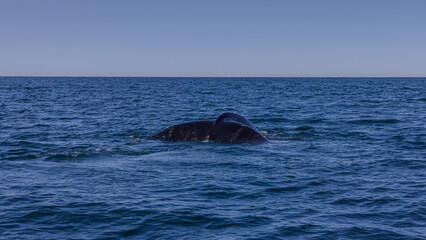 Fototapeta premium Walbeobachtung Dalvik in Nordisland, Europa