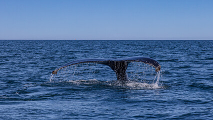 Walbeobachtung Dalvik in Nordisland, Europa