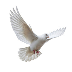 White dove in flight