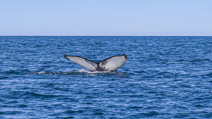 Fototapeta premium Walbeobachtung Dalvik in Nordisland, Europa