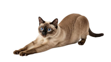 Cat stretching isolated on transparent background
