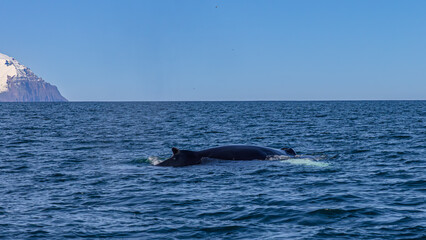 Fototapeta premium Walbeobachtung Dalvik in Nordisland, Europa