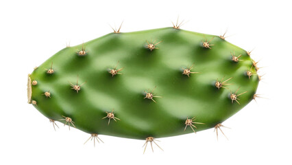 Green prickly pear cactus pad isolated on transparent background