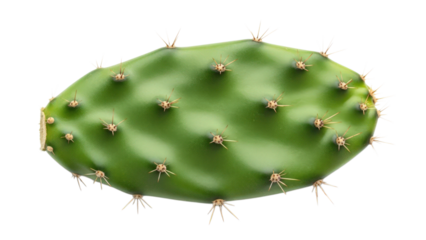 Green prickly pear cactus pad isolated on transparent background