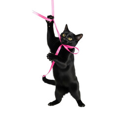 Kitten playing with pink ribbon